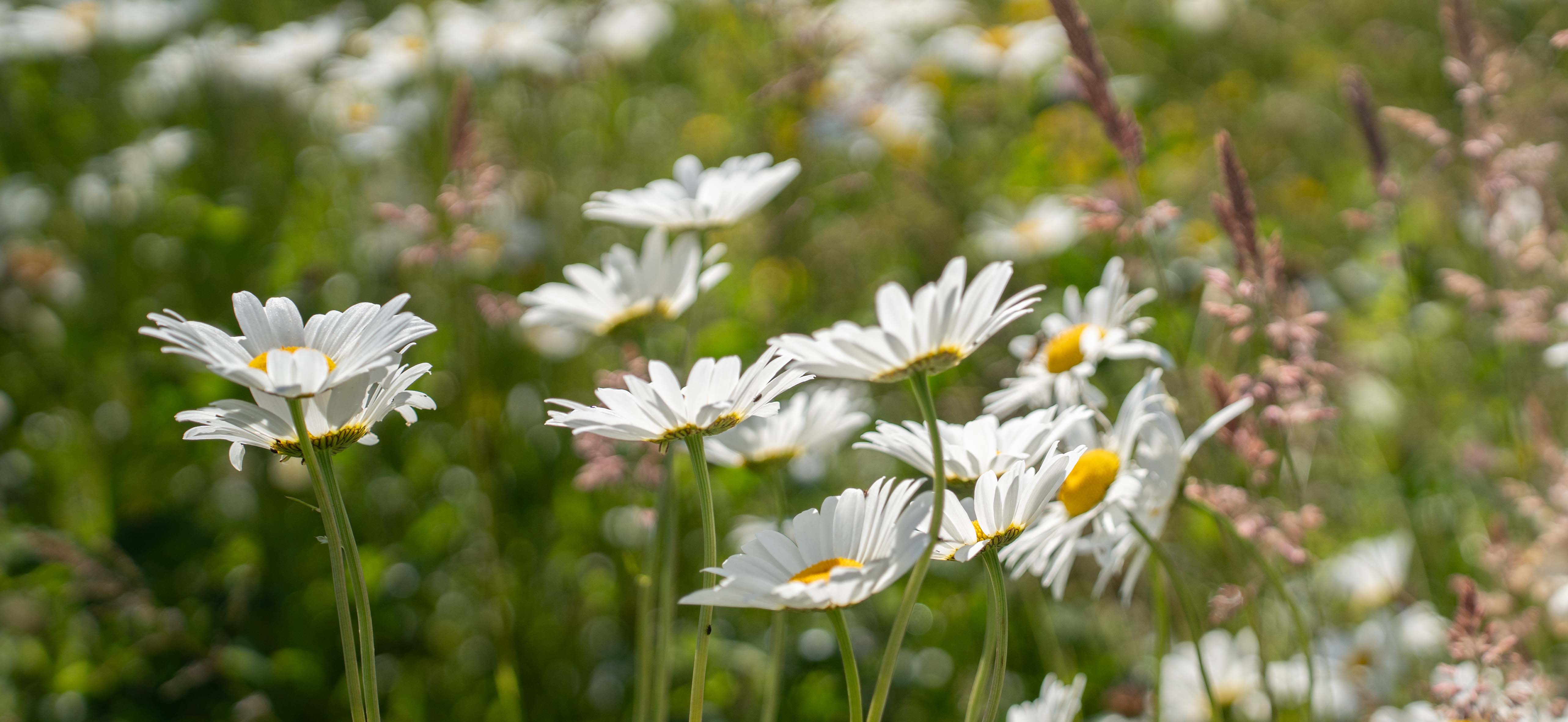 Blomster